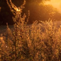 Pollen and grass in a field outside.