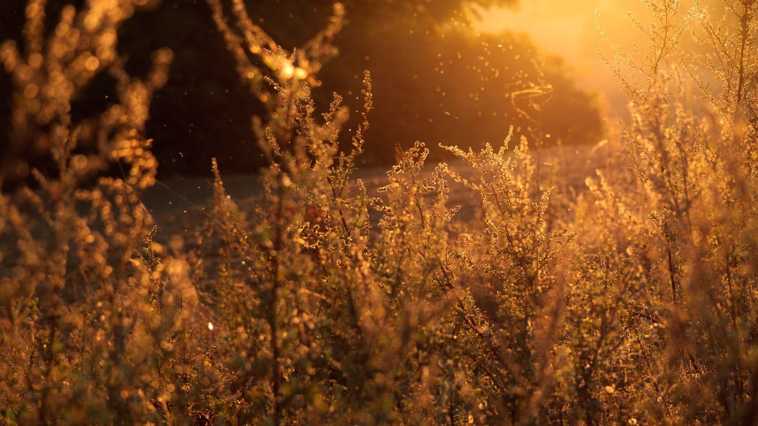 Pollen and grass in a field outside.
