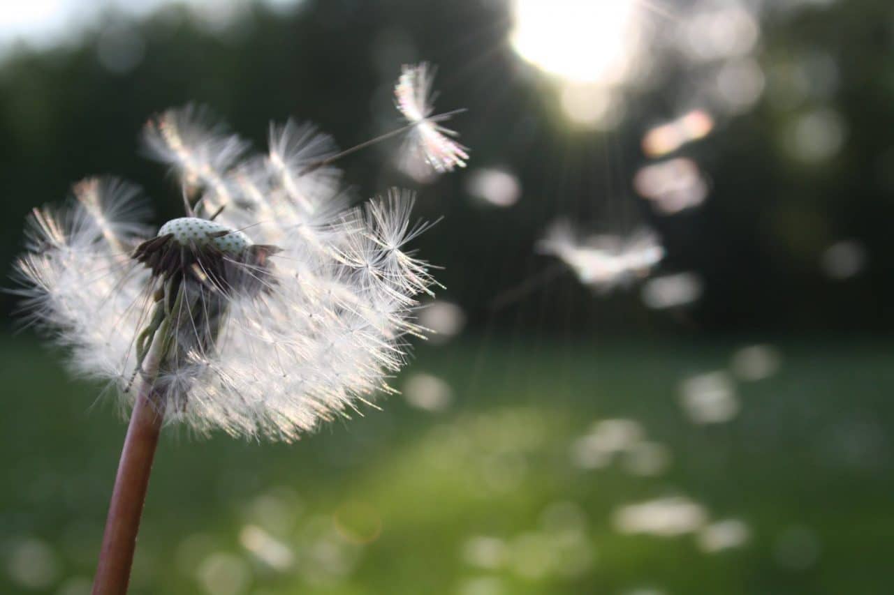 Dandelion seeds.