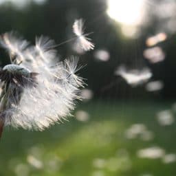 Dandelion seeds.