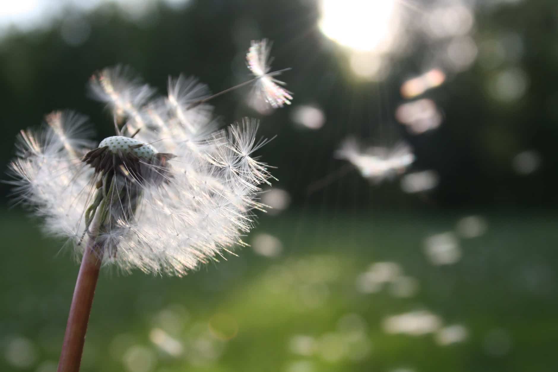 Dandelion seeds.