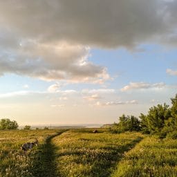 A meadow on a spring day.