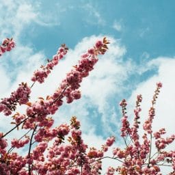 Tree flowers in spring weather.