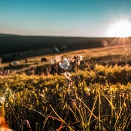 Sunset in a summer field.