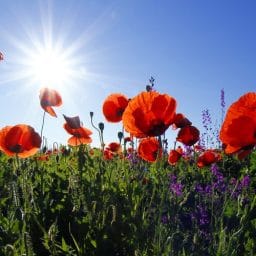 Field of colorful flowers in the summer.