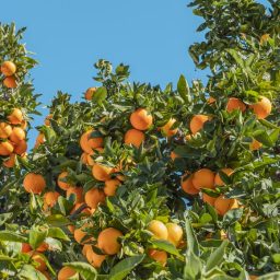 Several oranges on a tree outside.