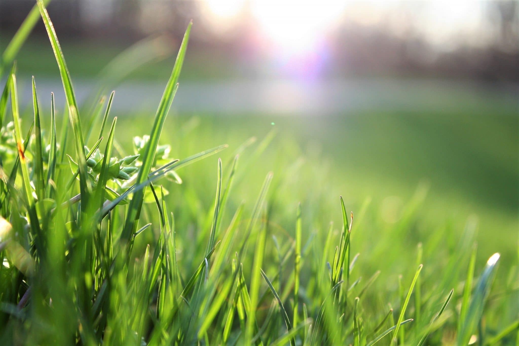 Close-up of grass. Sublingual immunotherapy is an effective treatment for grass pollen allergies.