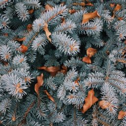 A pine tree outside in winter weather.