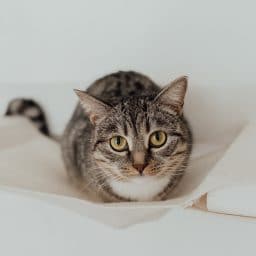 A gray striped cat.