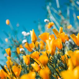 A meadow of yellow tulips.