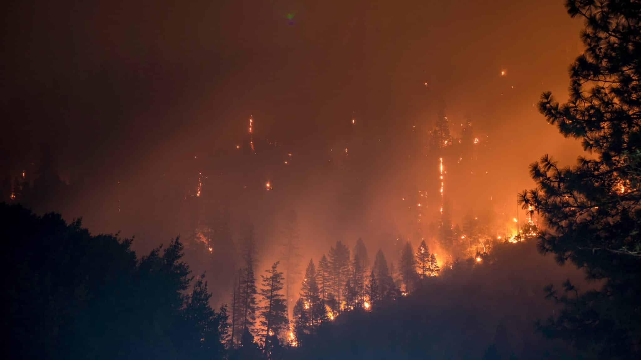 Destructive forest fire at night.
