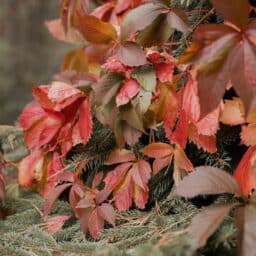 Fall leaves changing color on a tree.