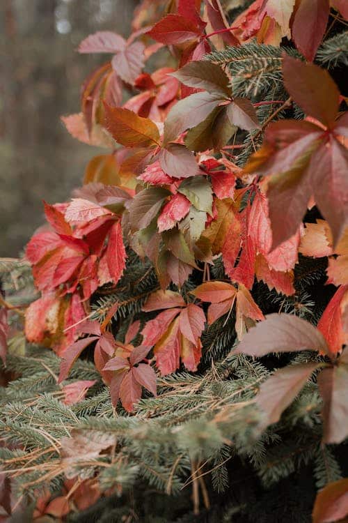 Fall leaves changing color on a tree.