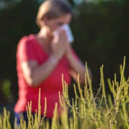 Ragweed with woman sneezing in the background