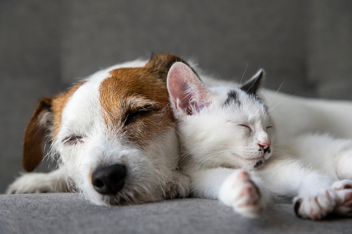 Sleeping Jack Russell Terrier and a Toxido kitten.