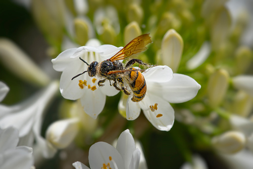 Hornet collecting pollen from an agapanthus flower